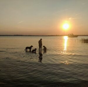 3 dogs traveling through Europe