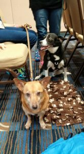 The face of stress! Rio and his friend Rusty at Dr. Karen Overall's keynote presentation