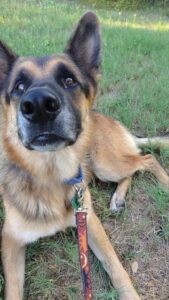 German shepherd rescue puppy