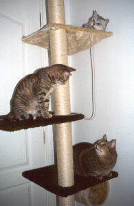 Cats can easily be trained to scratch in appropriate places, such as this cat tree. Photo: Susan Nilson