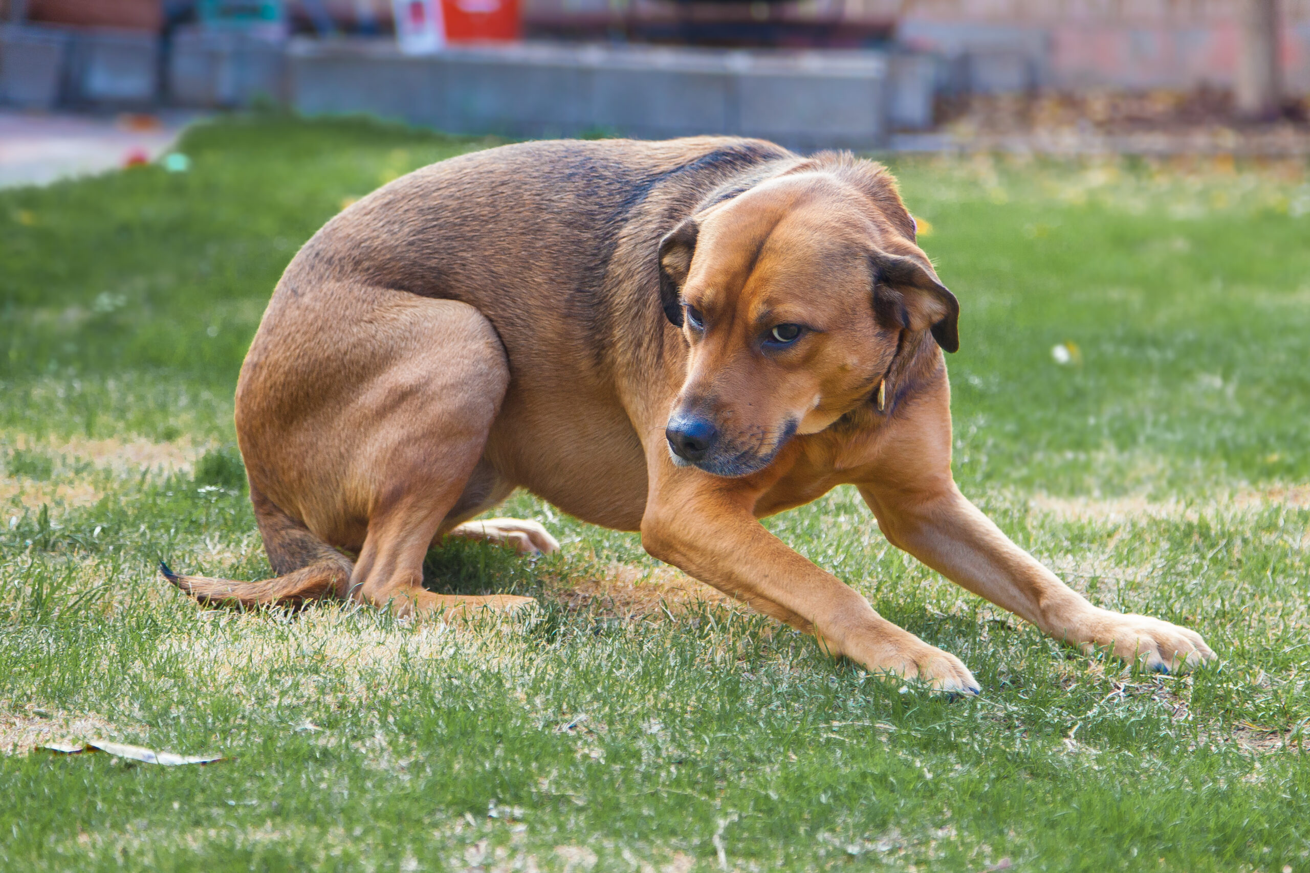 Photo Courtesy of Rebecca Kronenberg