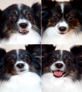 In this series of photos Papillon Bella, is showing an array of overt and subtle facial expressions that convey her emotions. Clockwise from top left: fear, confidence, joy, anger. Photos of Bella by Preval Photography
