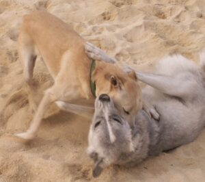 Anthropomorphic descriptions of behavior given by owners may still fit accurately with a dog’s state of mind