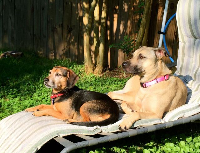 My dogs love to hang out on the lounge in the summer. They come in when they get too hot.