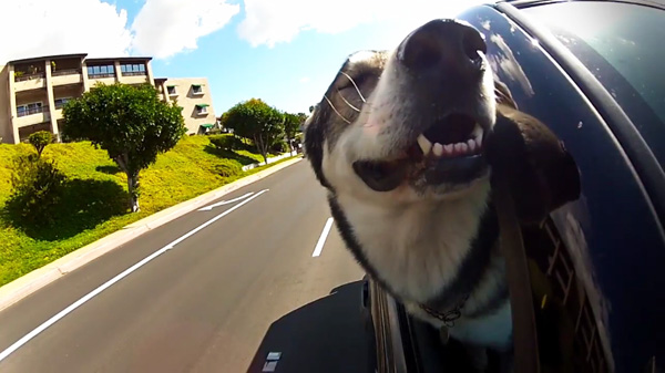 NOT my dog. from dogster.com