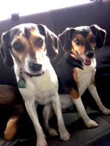 Poppy and Jasmine were adopted at 5 months from the Teller County Regional Animal Shelter after a puppy mill in Kansas was shut down. It took over two months for them to accept human contact