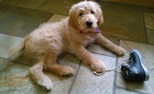 Goldendoodle-300x184