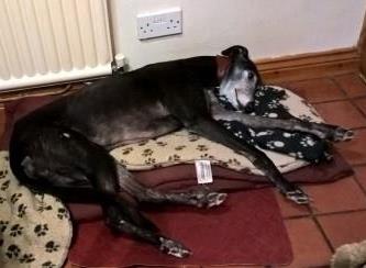 GReyhound on bed
