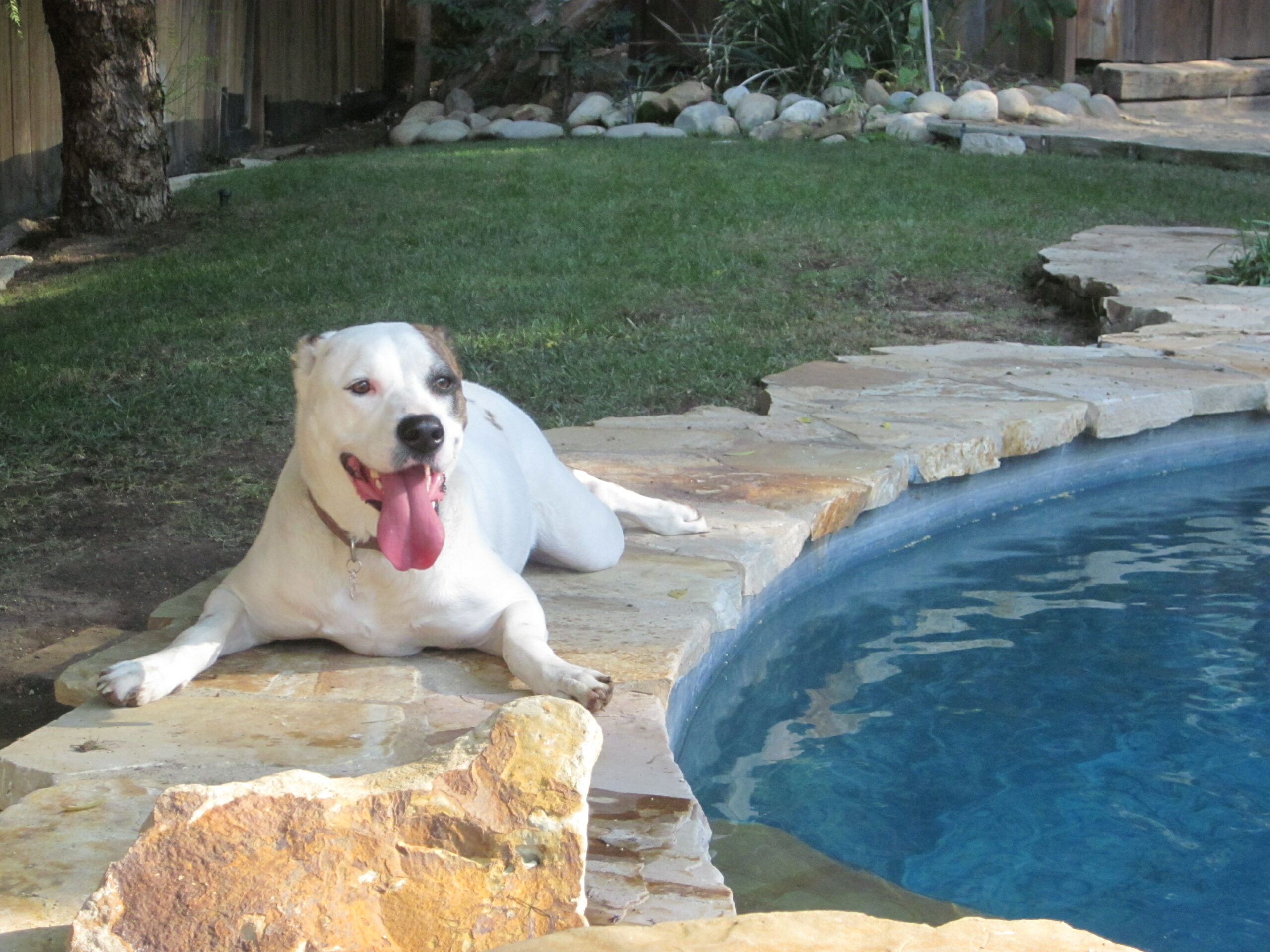 Maggie's first day: stressed by the pool