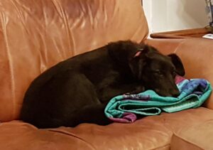 Suffers separation distress when away form the lady