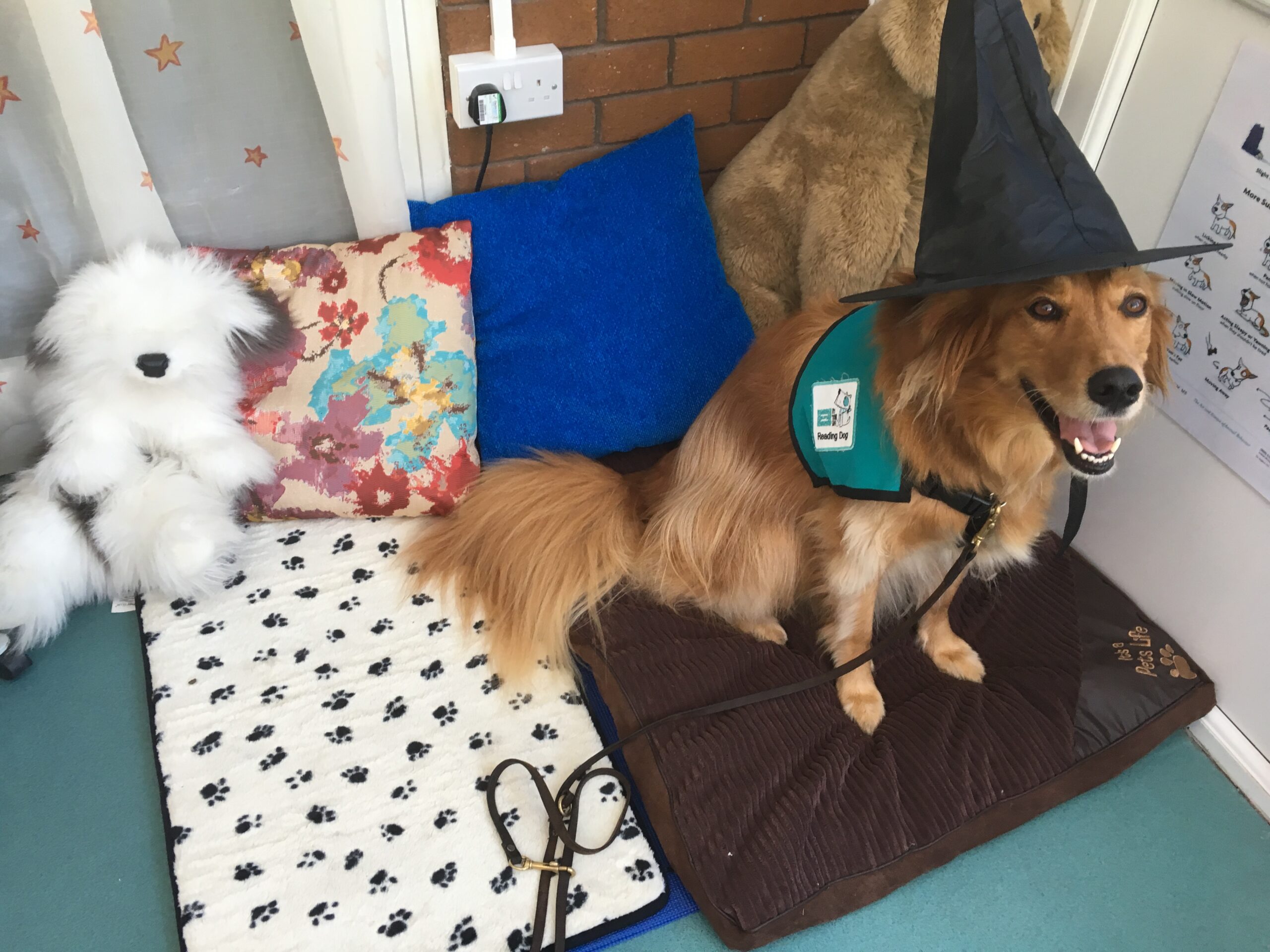 husein-carole-sally-therapy-dog-working-with-special-needs-children-for-burns-by-your-side-schools-program