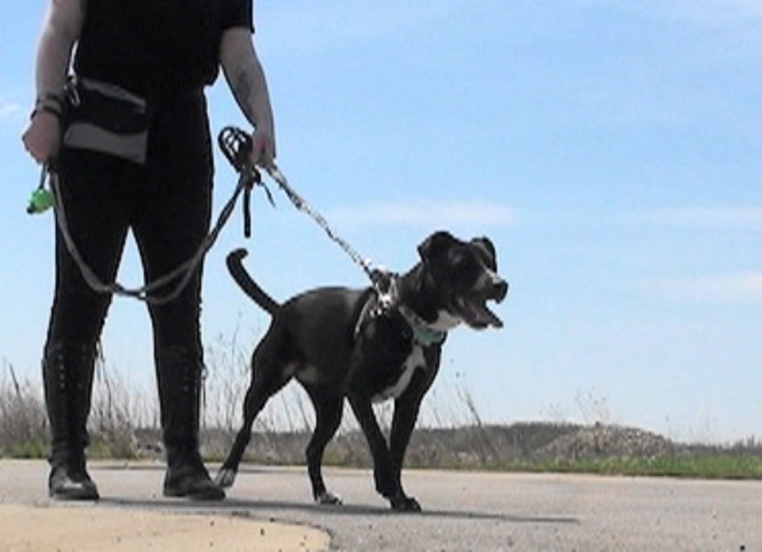 Zelda was out of control for 30 minutes.