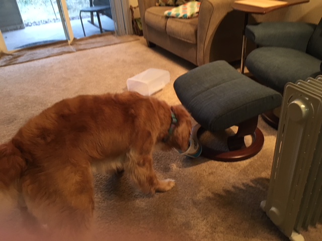 Cali uses her nose to find a hidden target.