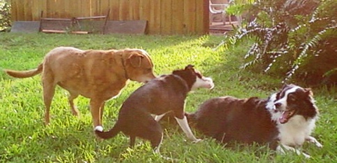 Dale, Rio and Jesse, best of friends.