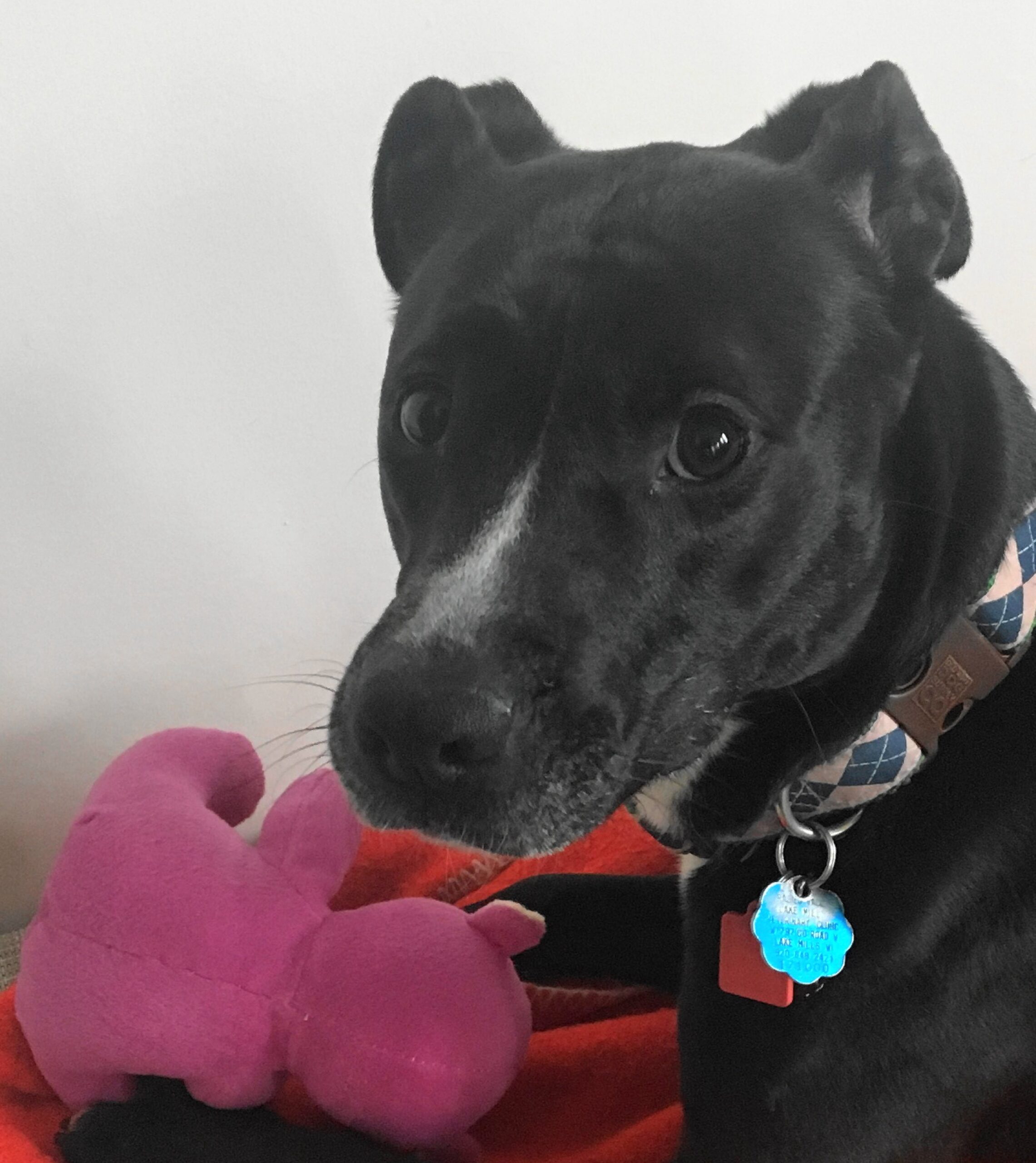 To bite, or not to bite?