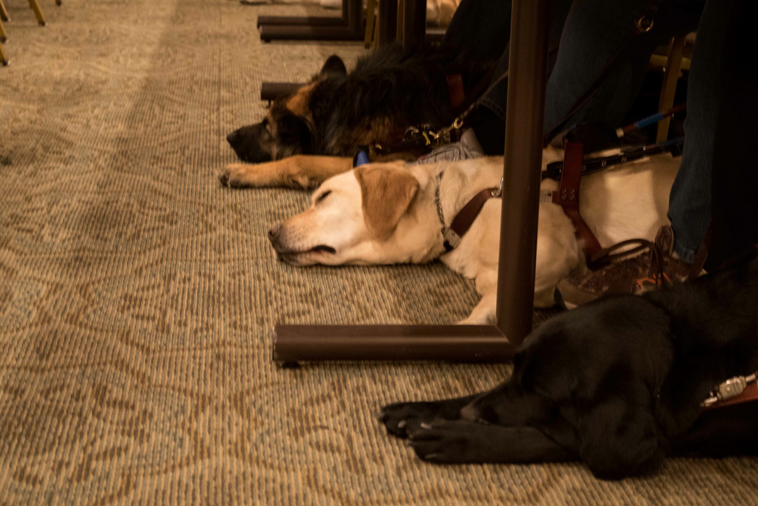 Labradors and German Shepherds take a nap during a session at the guide dog education seminar.