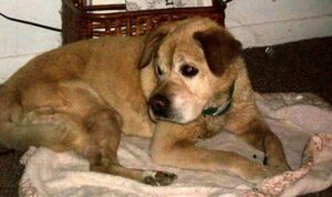 Mo had been chained to a trailer, his hips were atrophied so badly he could barely walk