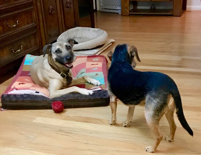 Black dog Zani is respecting the personal space of tan dog Clara