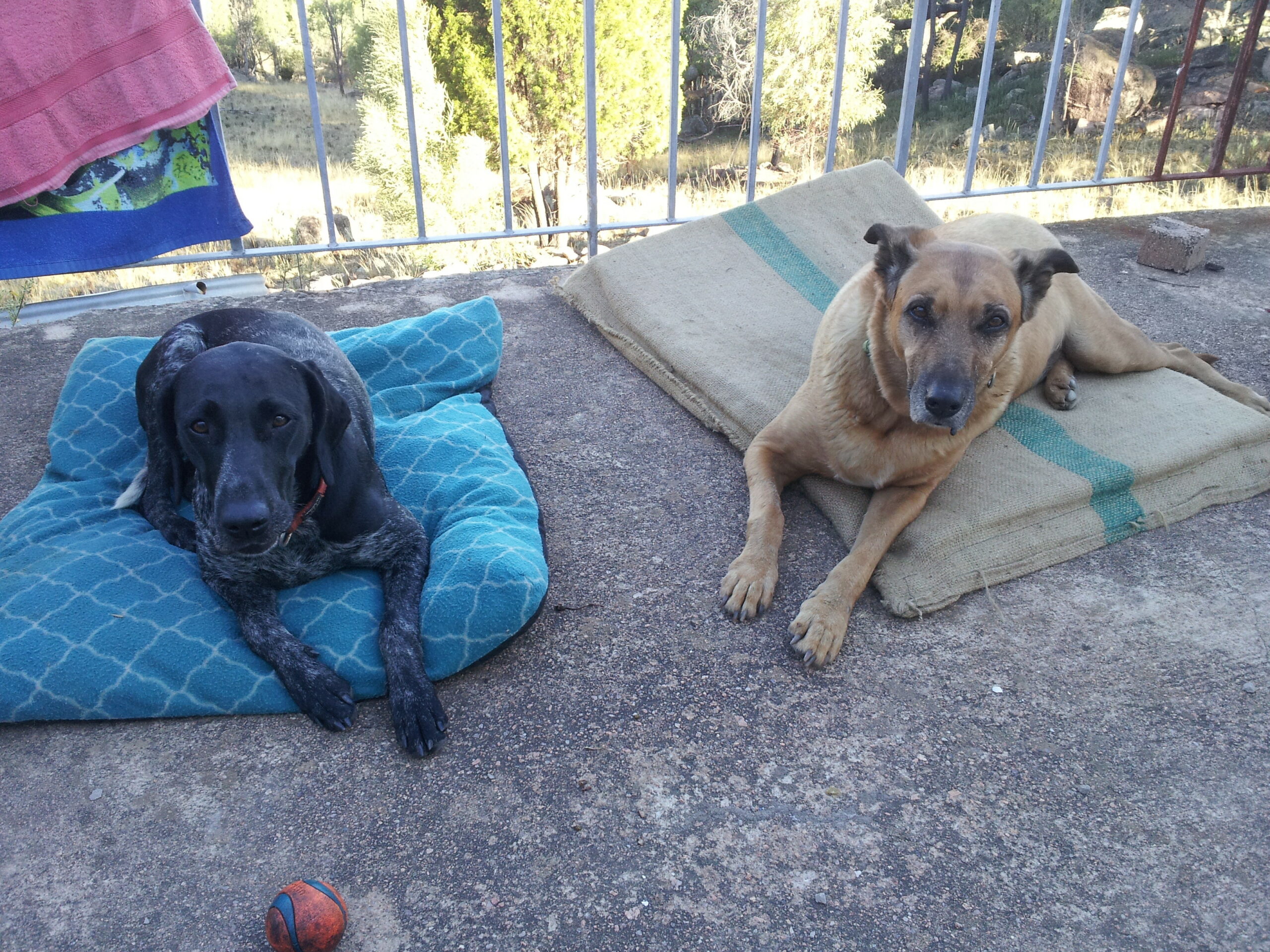 Mat Training Is Well Worth the Effort