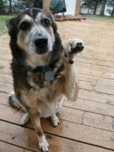 This dog is raising her paw which, in this case, is an overt appeasement gesture. Paired with her anxious facial expression this indicates she feels unsure or uncomfortable. The raised paw is often misinterpreted as the dog “wanting to shake hands,” which is another example of behavior myopia in action