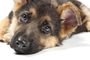 German shepherd puppy