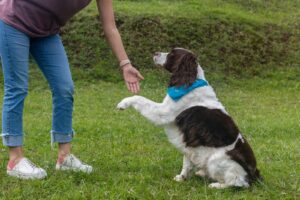 Springer spaniel giving trainer their paw