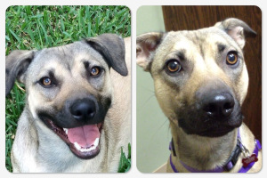 It’s not hard to tell if Clara is too stressed to train