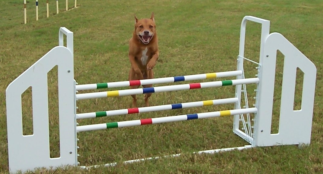 Here's a picture of my girl doing what she loves-JUMPING!