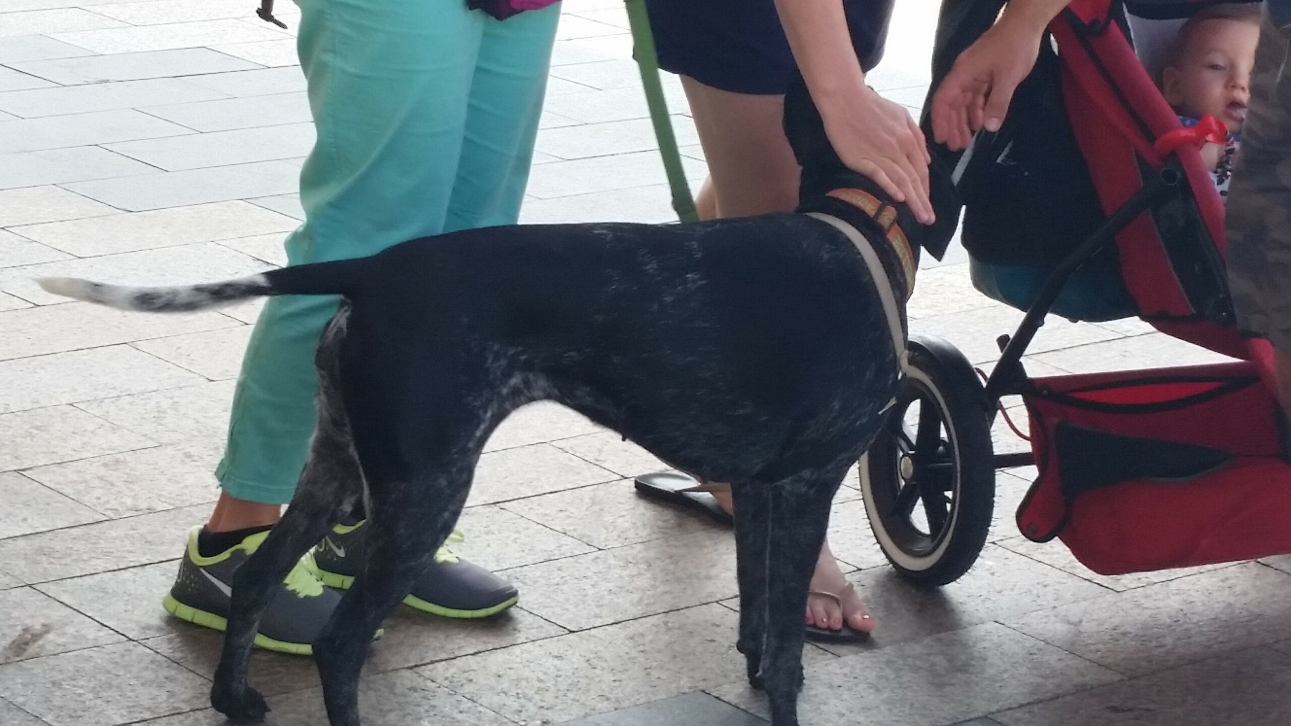 On Leash And Well Socialized