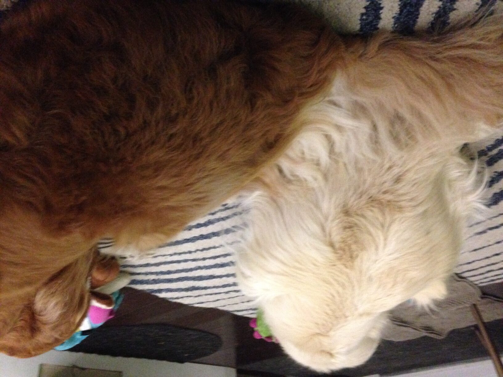 Turning their backs on their best friend?