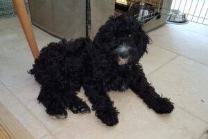 she used to be filled with puppy joyfulness