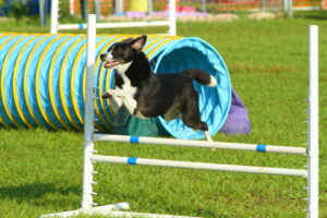 Rio gives a big effort thanks to positive reinforcement.