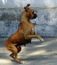 Pic by Eileen Anderson, do not reuse