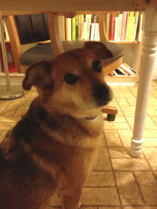 Summer hiding under the table during a thunderstorm