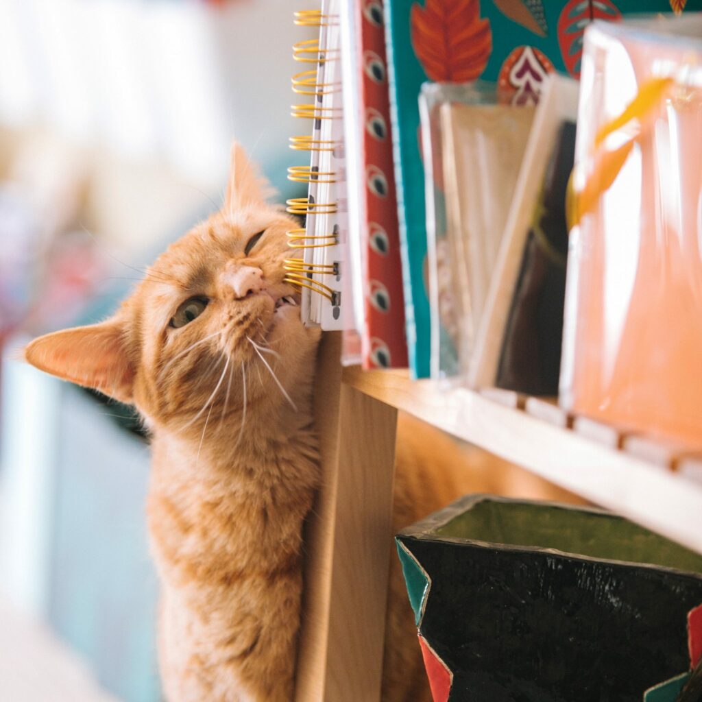Orange cat scenting a book case.