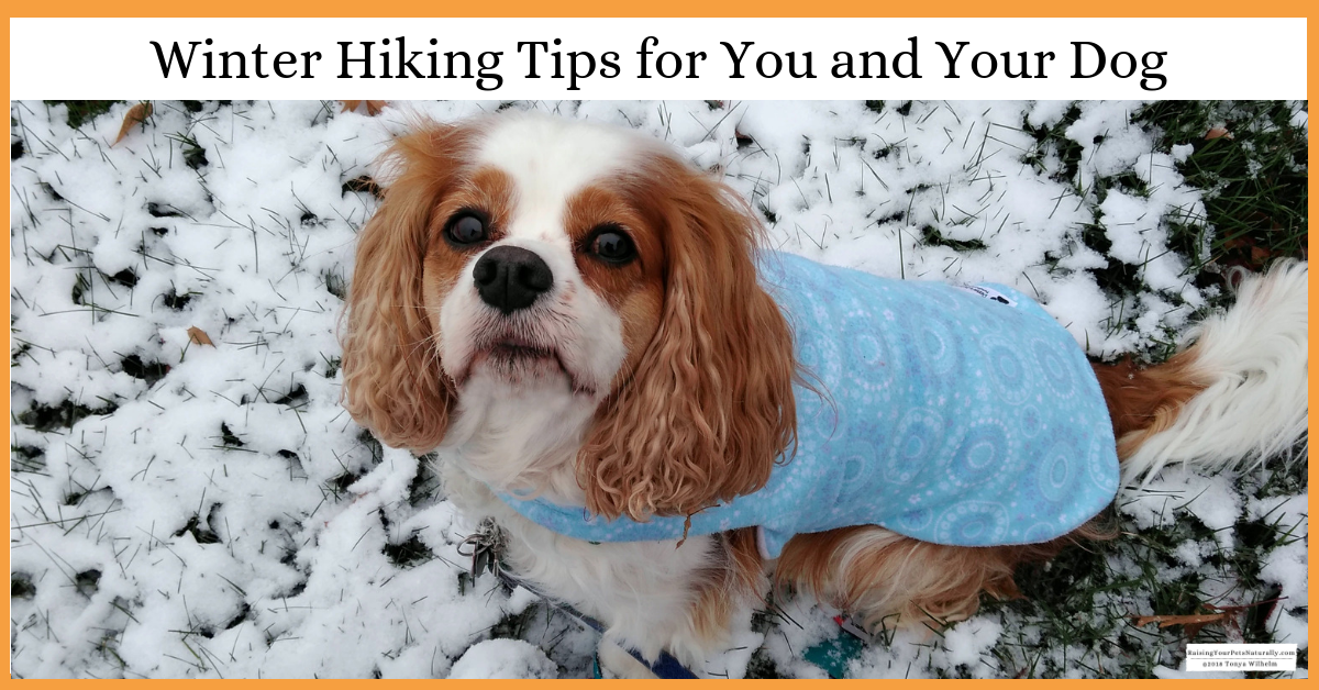 Hiking with your dog in the winter can be a lot of fun. Below are some suggestions to get you and your dog ready for your arctic adventure.