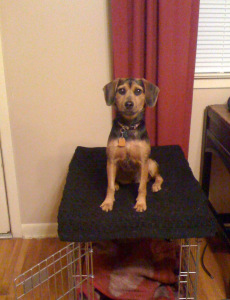 Sitting on a crate was Zani’s idea