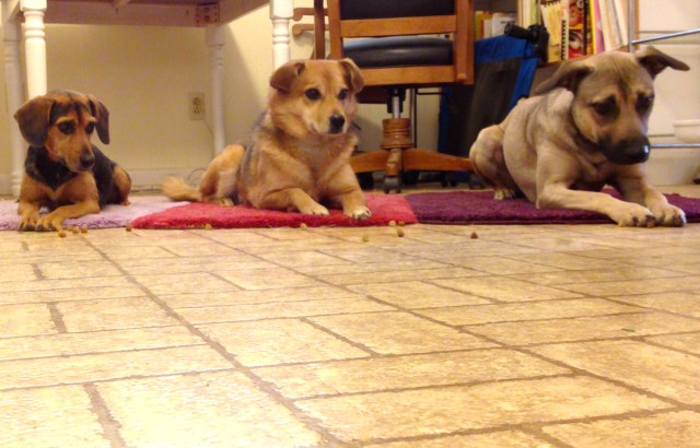 Three dogs practicing leave it: staying on their mats as treats roll by.
