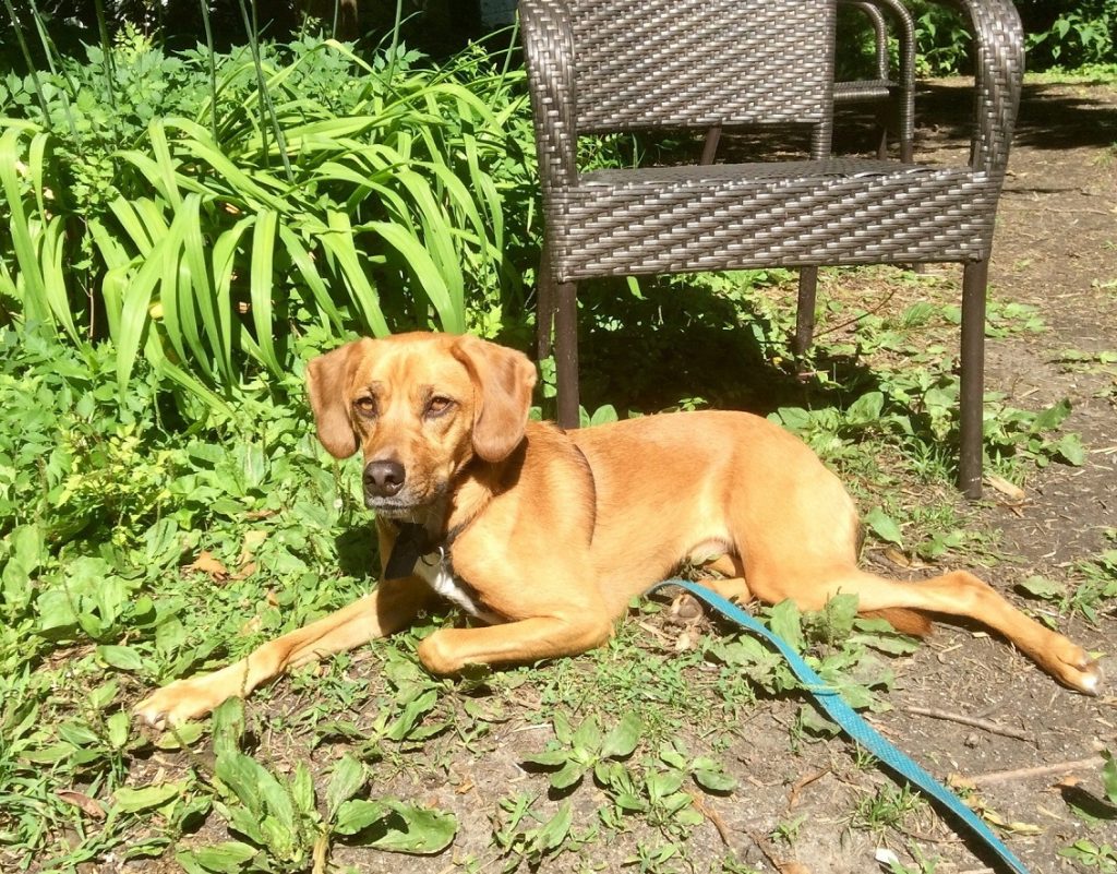 Dog lying down outside