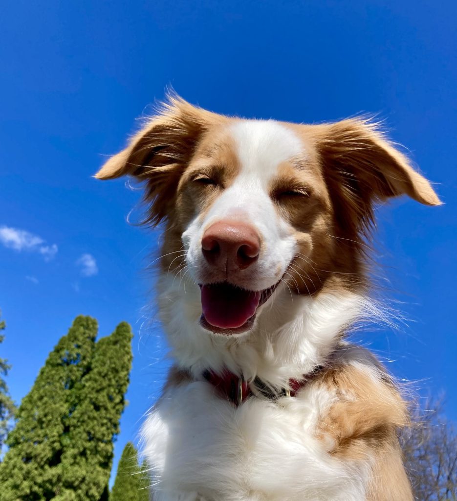 photo of a brown and white fluffy dog with blue sky in the background
