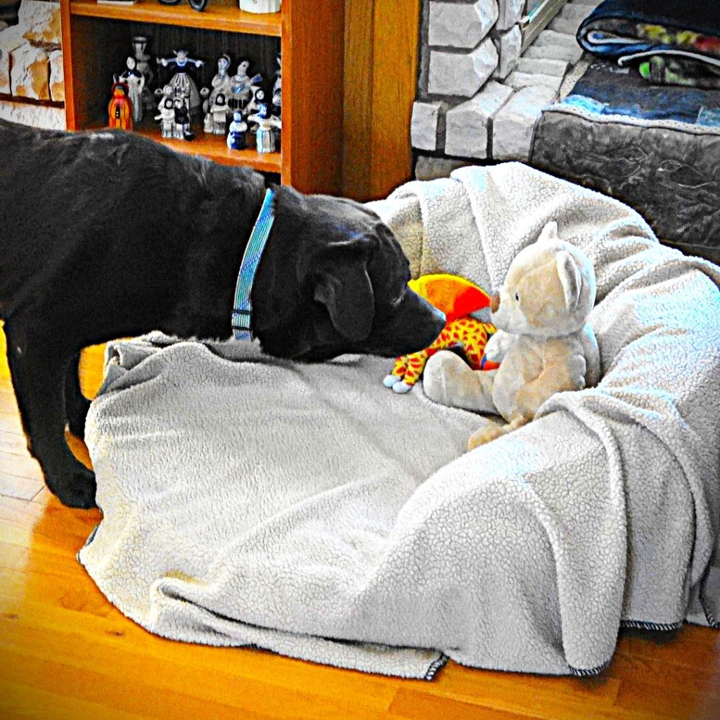 Big dog sniffing a teddy bear on a dog bed