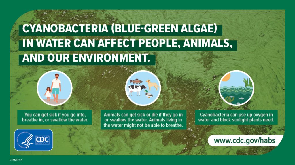 Infographic about blue-green algae.