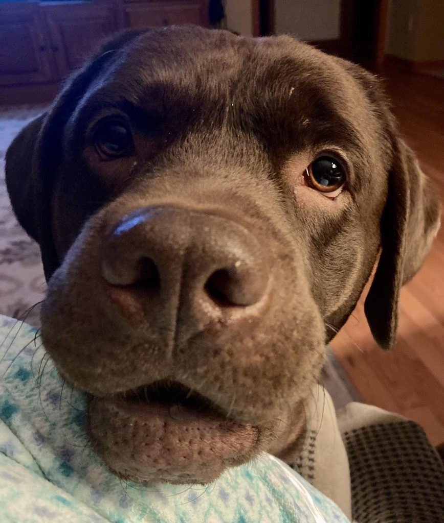 Close up photo of the face of a big brown lab